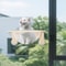 Premium Wall Mounted Wooden Cat Shelf Transparent Cat Capsule Lounge For Play Rest Climb 6
