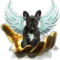 Frenchie Dog Black French Bulldog Golden Hand Heaven Wings Angel French Bulldog