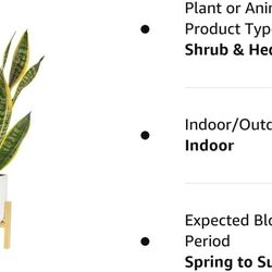 Live Snake Plant, Easy to Grow Houseplant in Indoor Decorative Plant Pot, Grower's Choice House Plant in Potting Soil, H