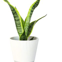 Fully Rooted Indoor House Plant, Mother in Law Tongue Sansevieria Plant, Succulent Plant Houseplant by Plants for Pets