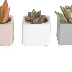 Assorted Live Indoor Succulent Plants in Cute Decor Planters, Grower's Choice Easy Care Houseplants, Tabletop, Office, D