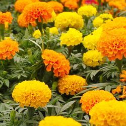 Marigold Seeds 2.5g for Planting a Beautiful Flower Garden, Bursting with Color and Blooms (500 Seeds)