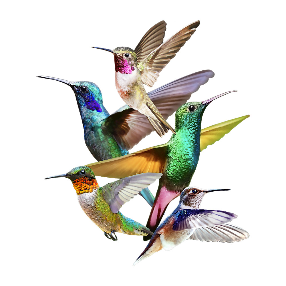 Hummingbird in Flight Hummingbird Gift I Love Hummingbirds.png