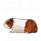 Im Just A Girl Who Loves Guinea Pig Farm Animal Lover.png