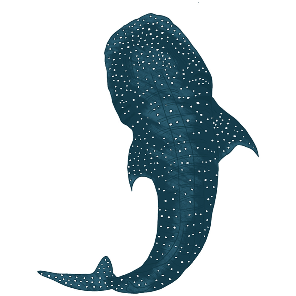 Whale Shark.png