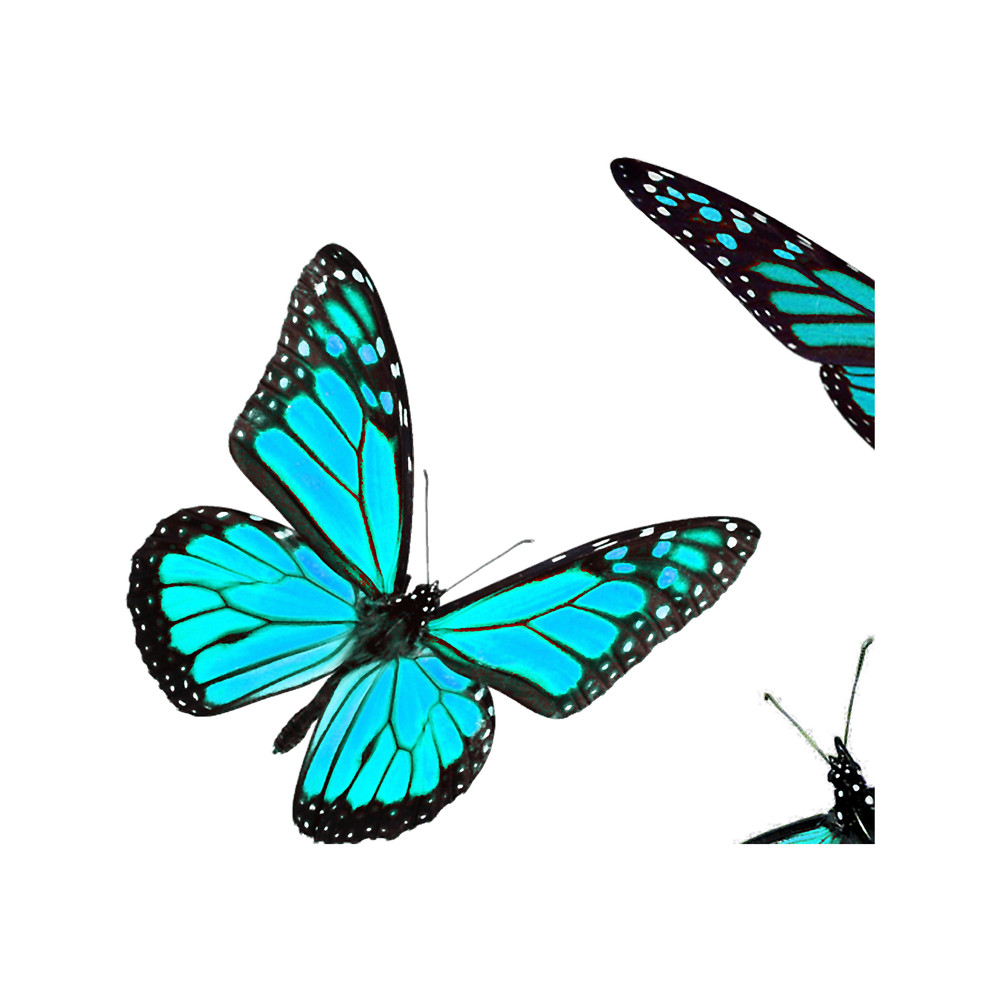 monarch butterflypack blue.png