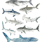 Sharks.png