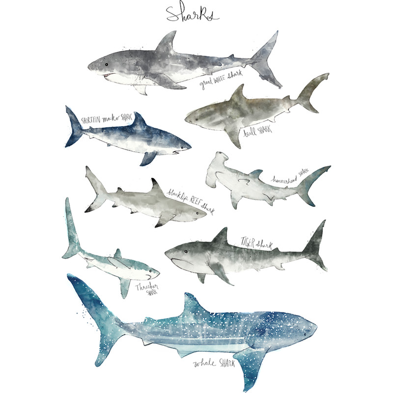 Sharks.png