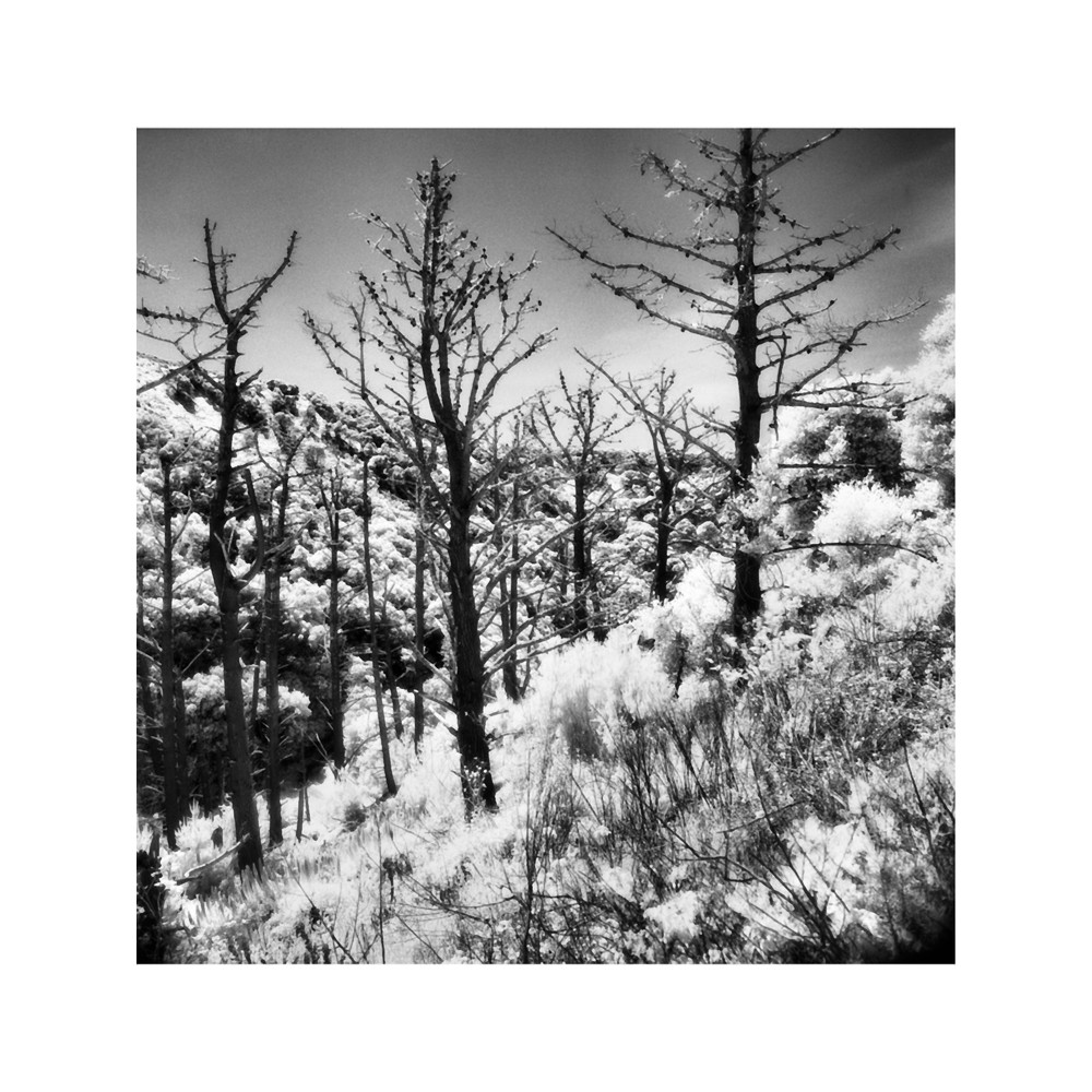 Dead Pines on Angel Island.png