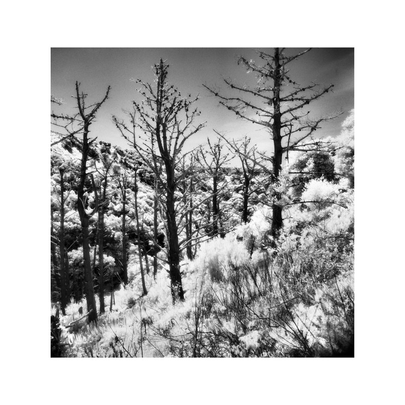 Dead Pines on Angel Island.png