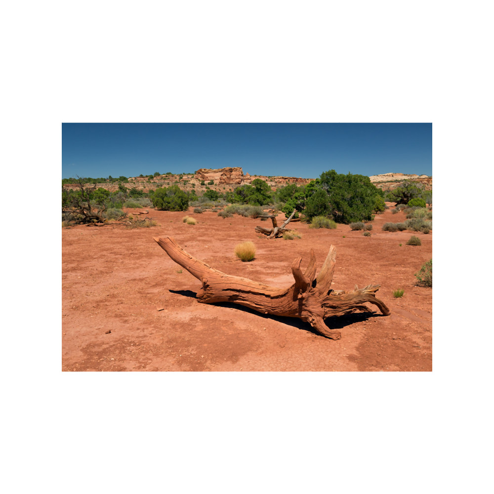 Dead Tree.png