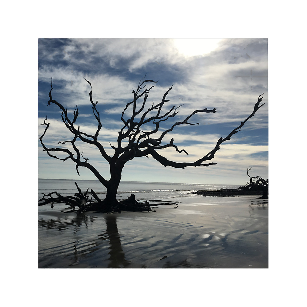 Driftwood Beach .png