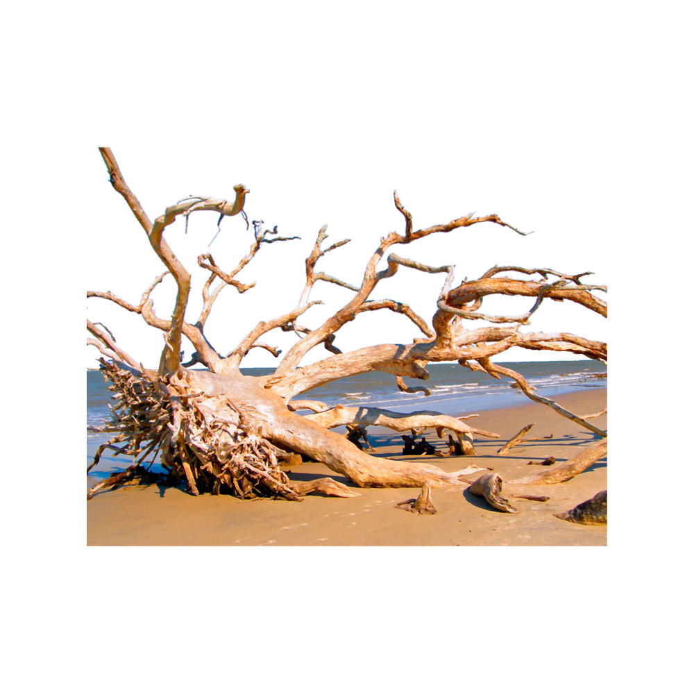 Live Oak Graveyard - Jekyll Island.png