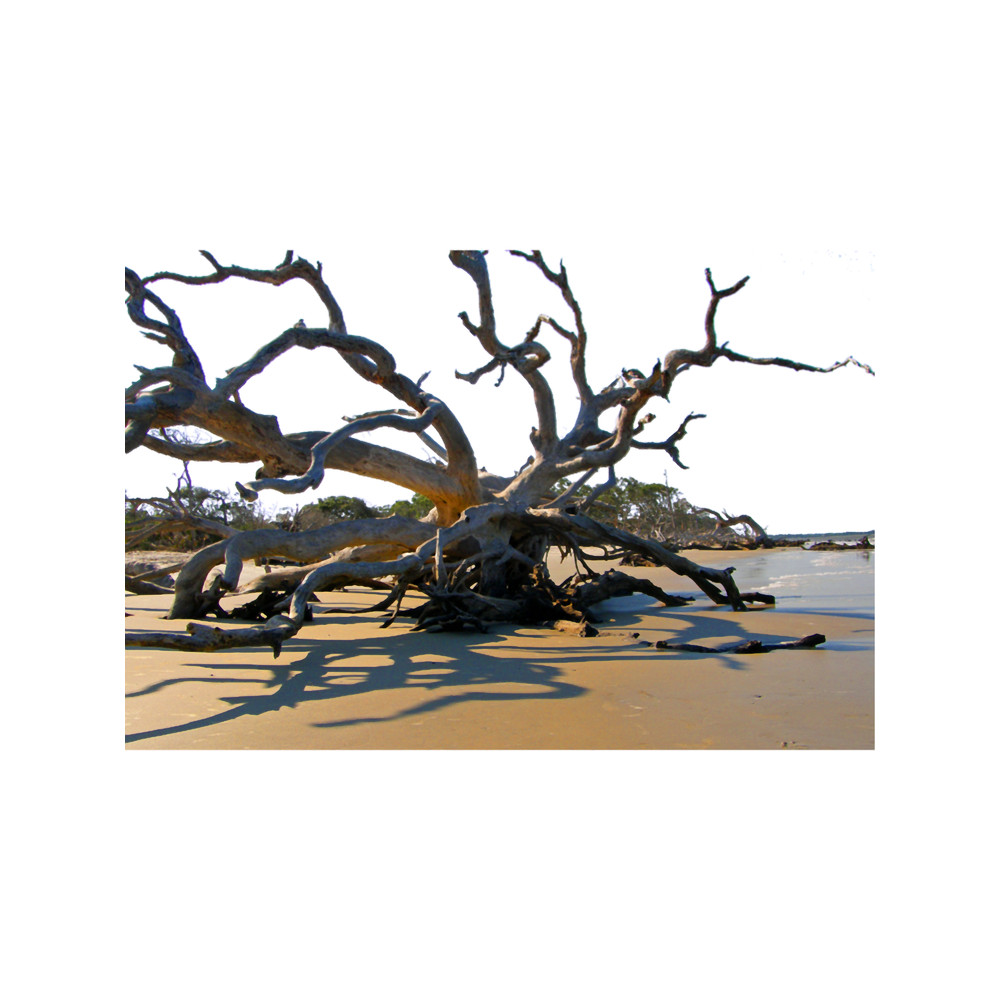 Live Oak Graveyard.png