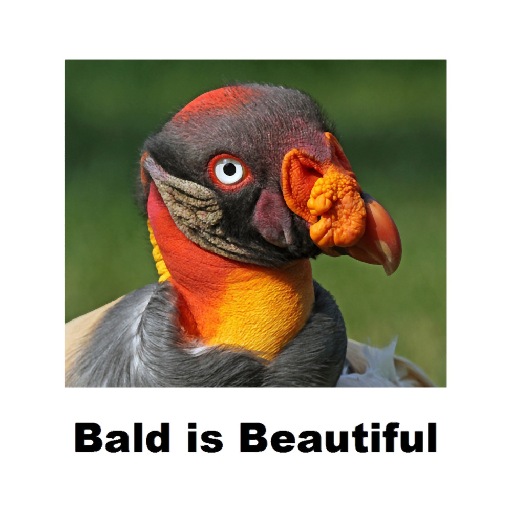 Bald is Beautiful(2).png