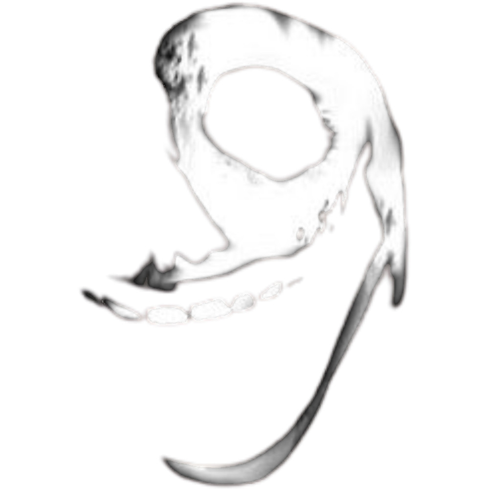 Doors Roblox Doors .png