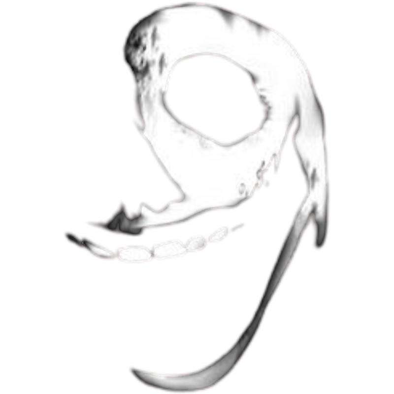 Doors Roblox Doors .png