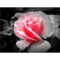 Light Pink Rose Bud Flower Close-up Photography by BranaghBel .png