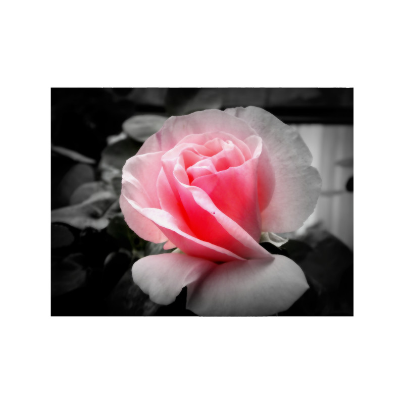 Light Pink Rose Bud Flower Close-up Photography by BranaghBel .png