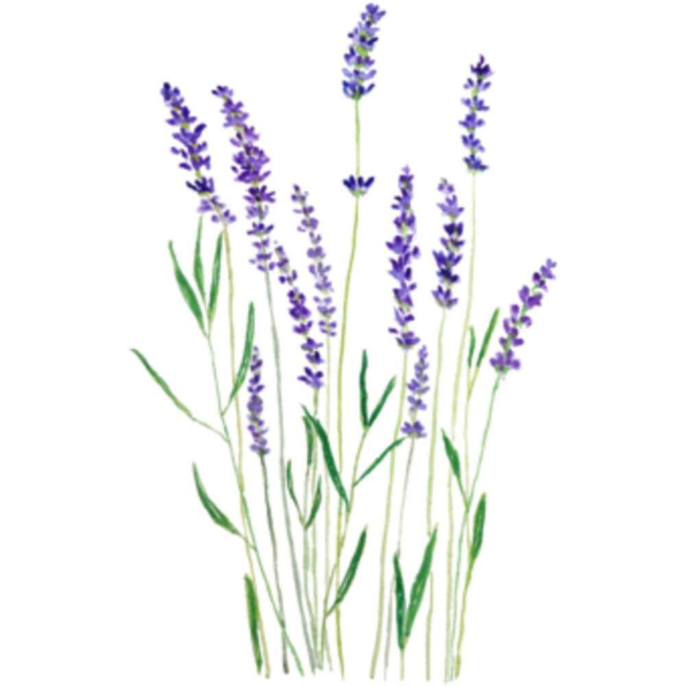 purple lavender .png