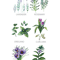 Watercolor botanical collection of herbs and spices.png