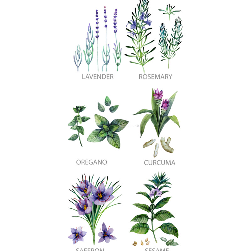 Watercolor botanical collection of herbs and spices.png