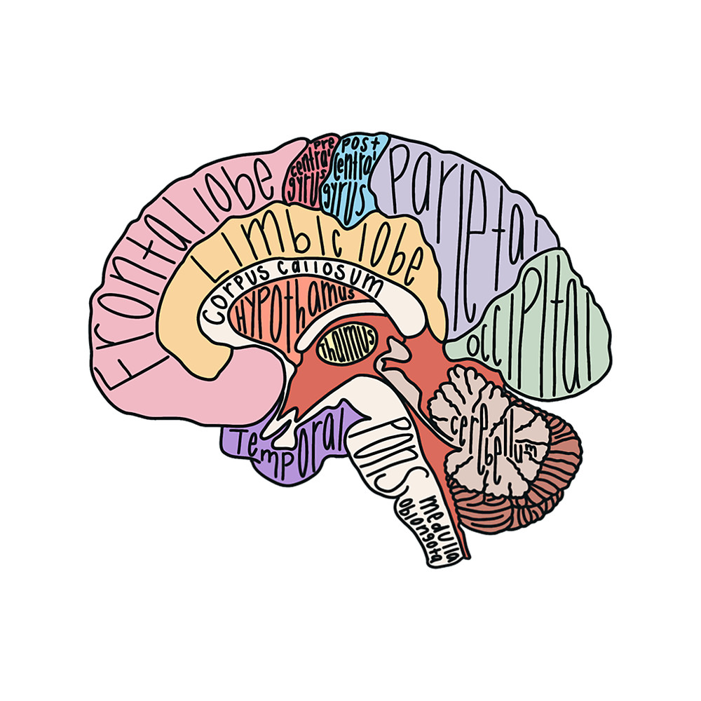 Labeled Brain Anatomy.png