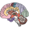 Labeled Brain Anatomy.png