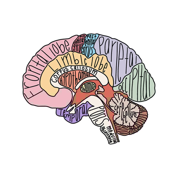 Labeled Brain Anatomy Inspire Uplift
