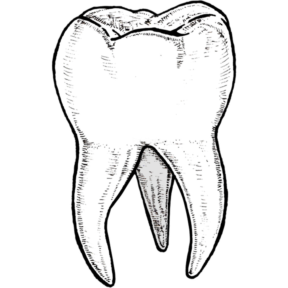 Tooth Illustration.png