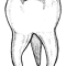 Tooth Illustration.png