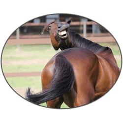 hank and trash truck(1)funny horse pulling amazing poserear end booty