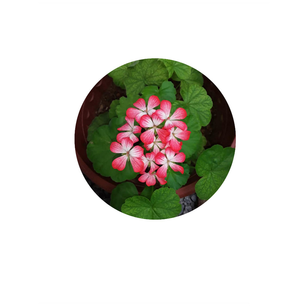 Pink Flower Power.png