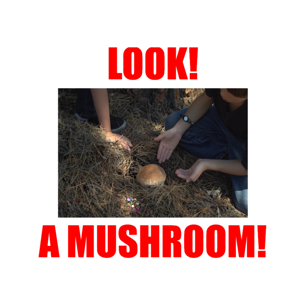 Look! A mushroom! .png