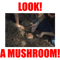 Look! A mushroom! .png