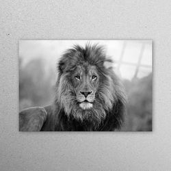 glass wall art, mural art, glass printing, lion photo print, lion wall art, wildlife glass wall art, loft workplace deco