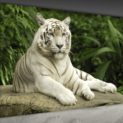 tiger photo print art, tiger poster wall art canvas print, wild life canvas art, animal canvas print, animal print, wild