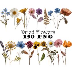 real dried pressed wildflowers clipart bundle png dried plants png transparent background pressed plants boho flowers