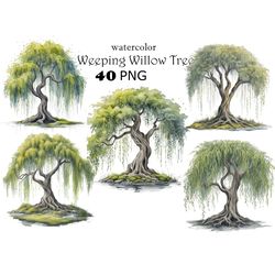 Watercolor Weeping Willow Tree Clipart PNG Willow Tree Graphics Transparent Background Willow Tree Illustrations Digital