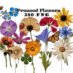 Pressed Dried Flowers PNG Real Pressed Wildflowers Clipart Bundle PNG Real Dried Pressed Wildflowers Photo Clipart