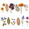 wildflowerspress1.jpg