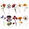 wildflowerspress2.jpg