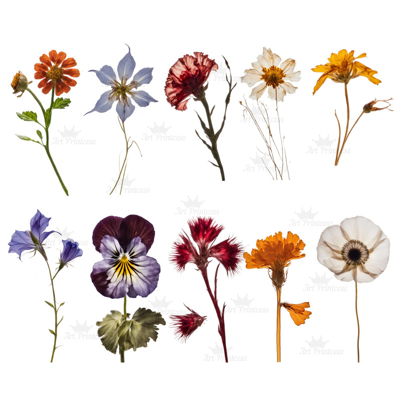 wildflowerspress2.jpg