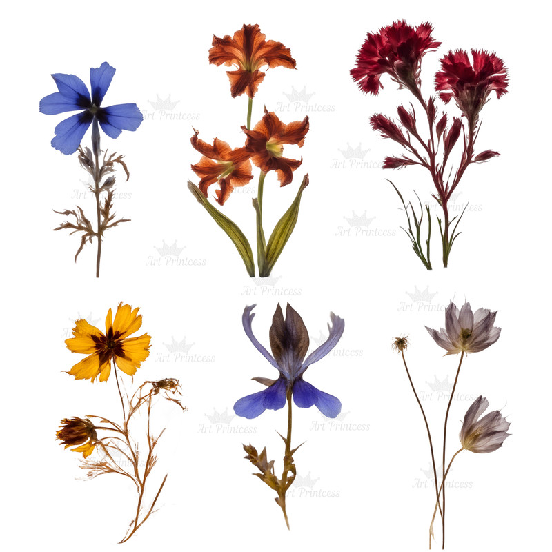 wildflowerspress9.jpg