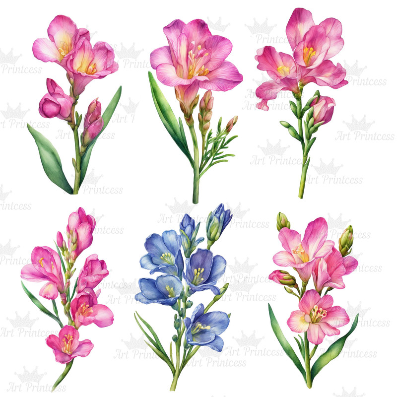 Freesia Flower Watercolor Clipart PNG Freesia Flower Single Stalks Illustrations Printable Garden F 6