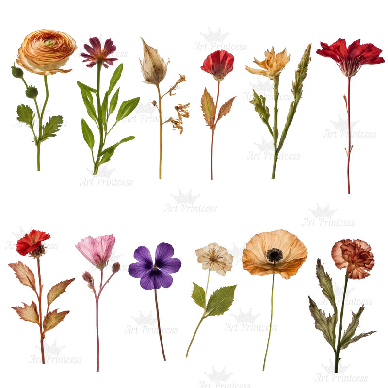 Real Dried Pressed Wildflowers Photo Clipart Bundle PNG Dried Plants Transparent Background Digital 2