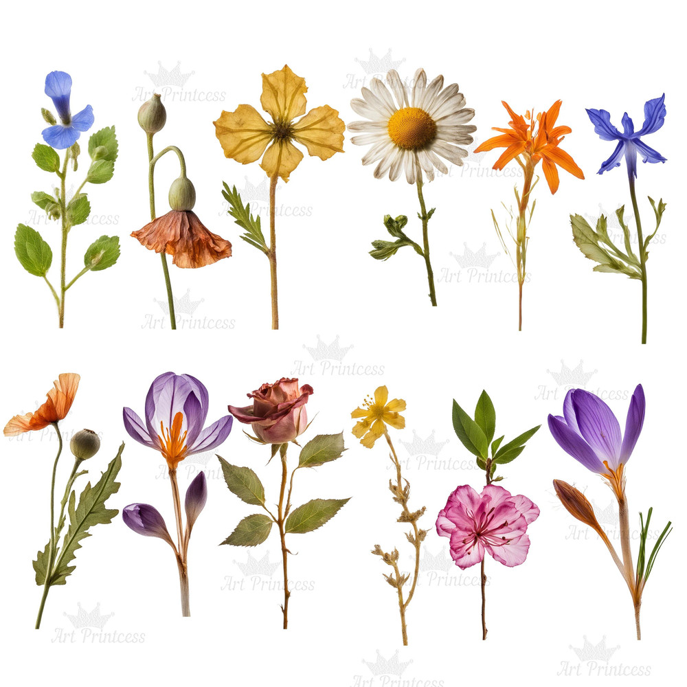Real Dried Pressed Wildflowers Photo Clipart Bundle PNG Dried Plants Transparent Background Digital 4