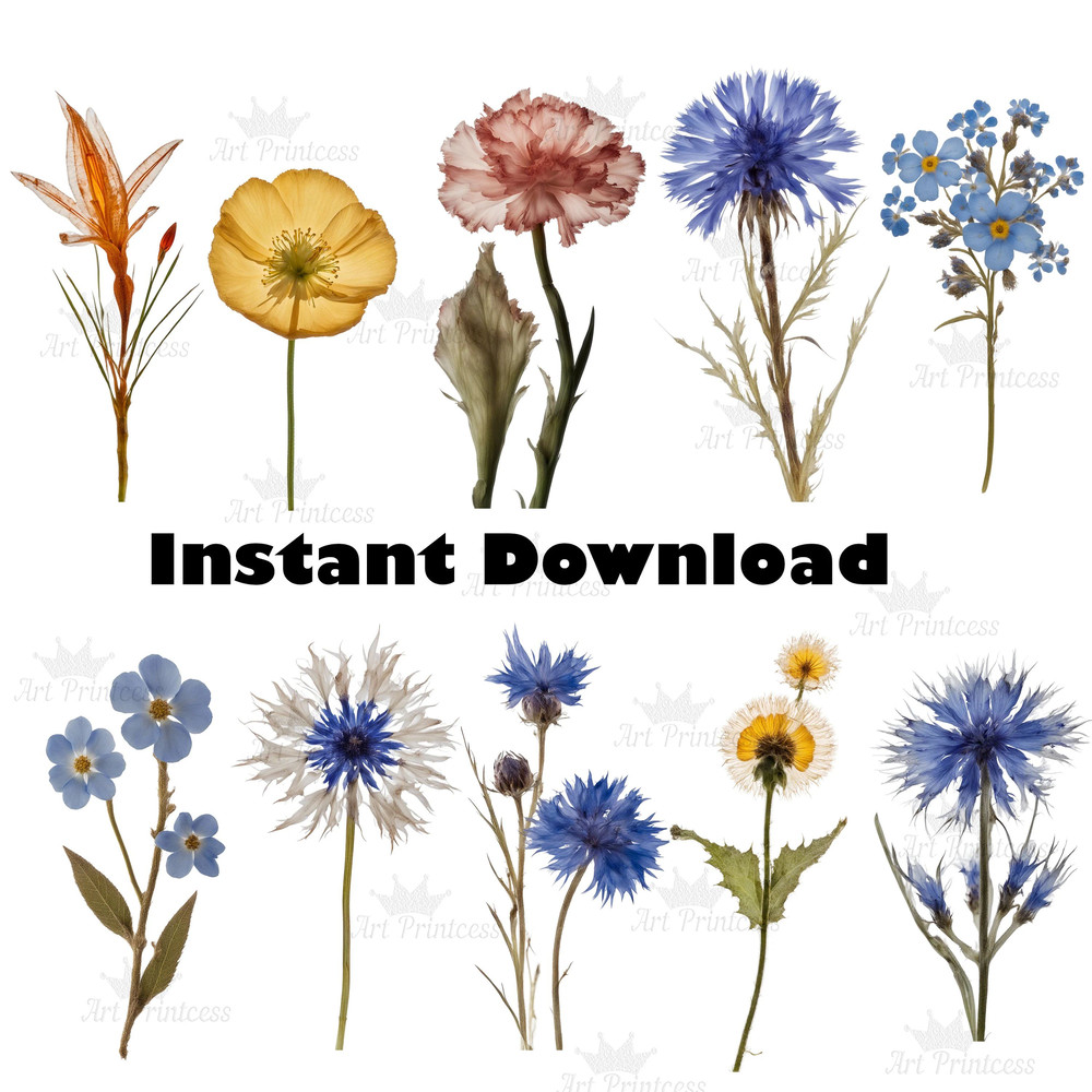 Real Dried Pressed Wildflowers Photo Clipart Bundle PNG Dried Plants Transparent Background Digital 5