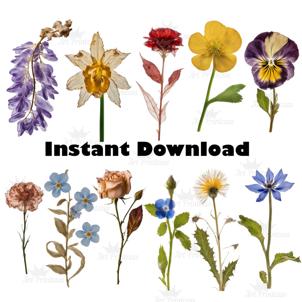 Real Dried Pressed Wildflowers Photo Clipart Bundle PNG Dried Plants Transparent Background Digital 6