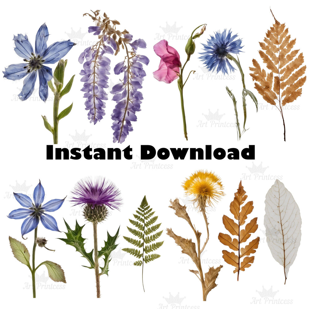 Real Dried Pressed Wildflowers Photo Clipart Bundle PNG Dried Plants Transparent Background Digital 7